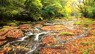 開催される熊本県 菊池川水系のダム 発電所と紅葉の菊池渓谷を巡るツアー 電気現場デジタル